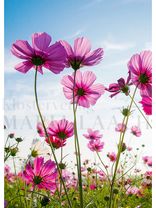 Cosmeen im Sonnenlicht<span class=prodhide>310632/6</span>