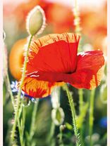 Mohn im Sonnenlicht<span class=prodhide>310633</span>