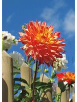 Bauerngarten<span class=prodhide>310634/6</span>