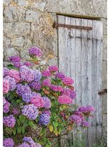 Hortensie vor Steinhaus<span class=prodhide>310635/6</span>