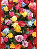 Rosen<span class=prodhide>310899</span>