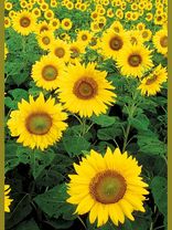 Sonnenblumen<span class=prodhide>310900</span>