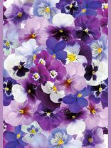 Stiefmütterchen<span class=prodhide>310901</span>