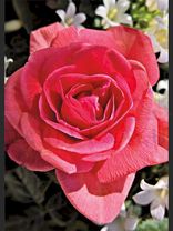 Rote Rose<span class=prodhide>310917</span>