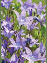 Glockenblumen<span class=prodhide>310923</span>