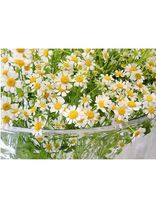 Margeriten weiß<span class=prodhide>350762/6</span>