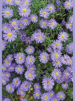 Herbstastern<span class=prodhide>413308</span>