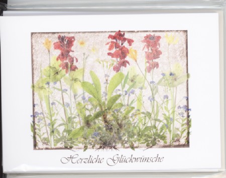 Kartenset Glückwunschkarten, 6 Motive, 17 x 12 cm, in Cellopahnhülle<span class=prodhide>172736</span>