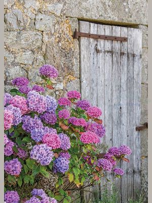 Hortensie vor Steinhaus<span class=prodhide>310635</span>