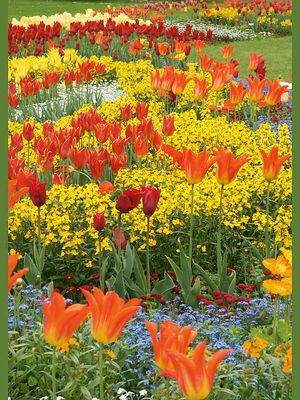 Blumenwiese im Frühling<span class=prodhide>310637</span>