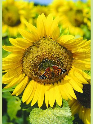 Sonnenblume mit Schmetterling<span class=prodhide>316329</span>