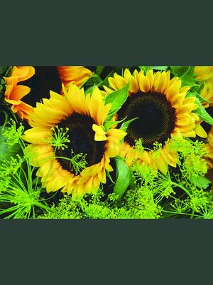 Sonnenblumen<span class=prodhide>350296</span>