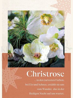 Christrose - in den zartesten Farben ...<span class=prodhide>350907</span>