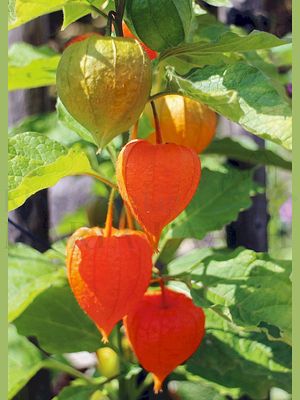 Physalis<span class=prodhide>413309</span>