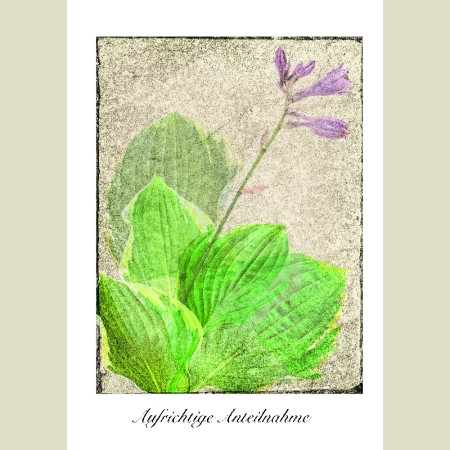 Aufrichtige Anteilnahme<span class=prodhide>453100</span>